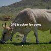 IoT Cattle Tracker