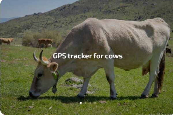 IoT Cattle Tracker