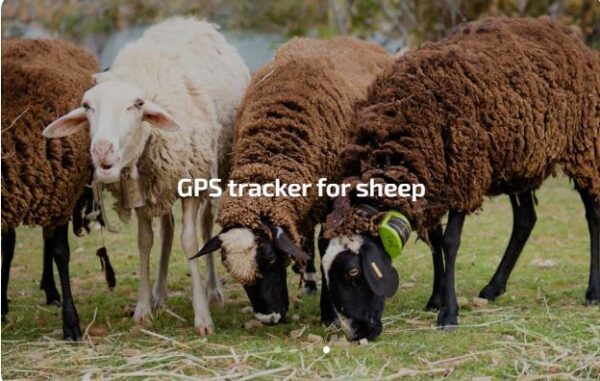 IoT Animal Tracker